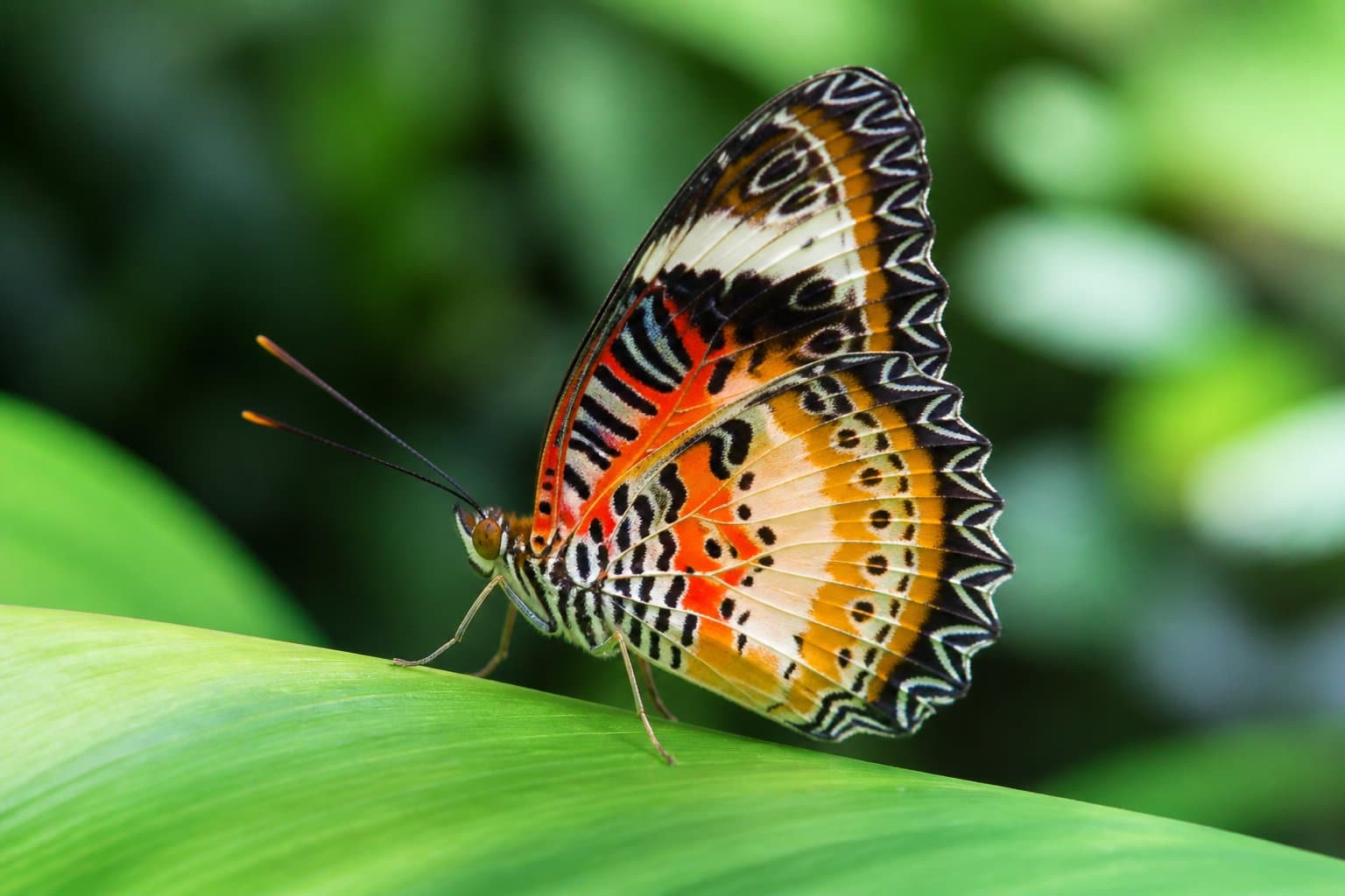 Uma borboleta colorida pousada delicadamente em uma folha verde em um ambiente natural.